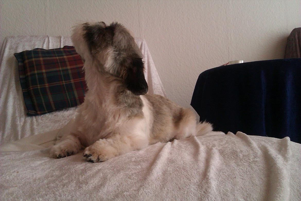 Shih tzu Deisey billede 4