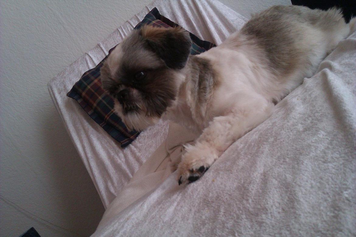 Shih tzu Deisey billede 5