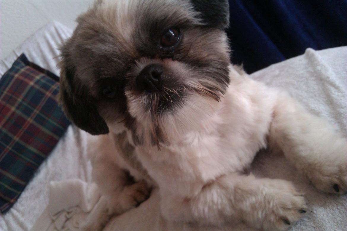 Shih tzu Deisey billede 6