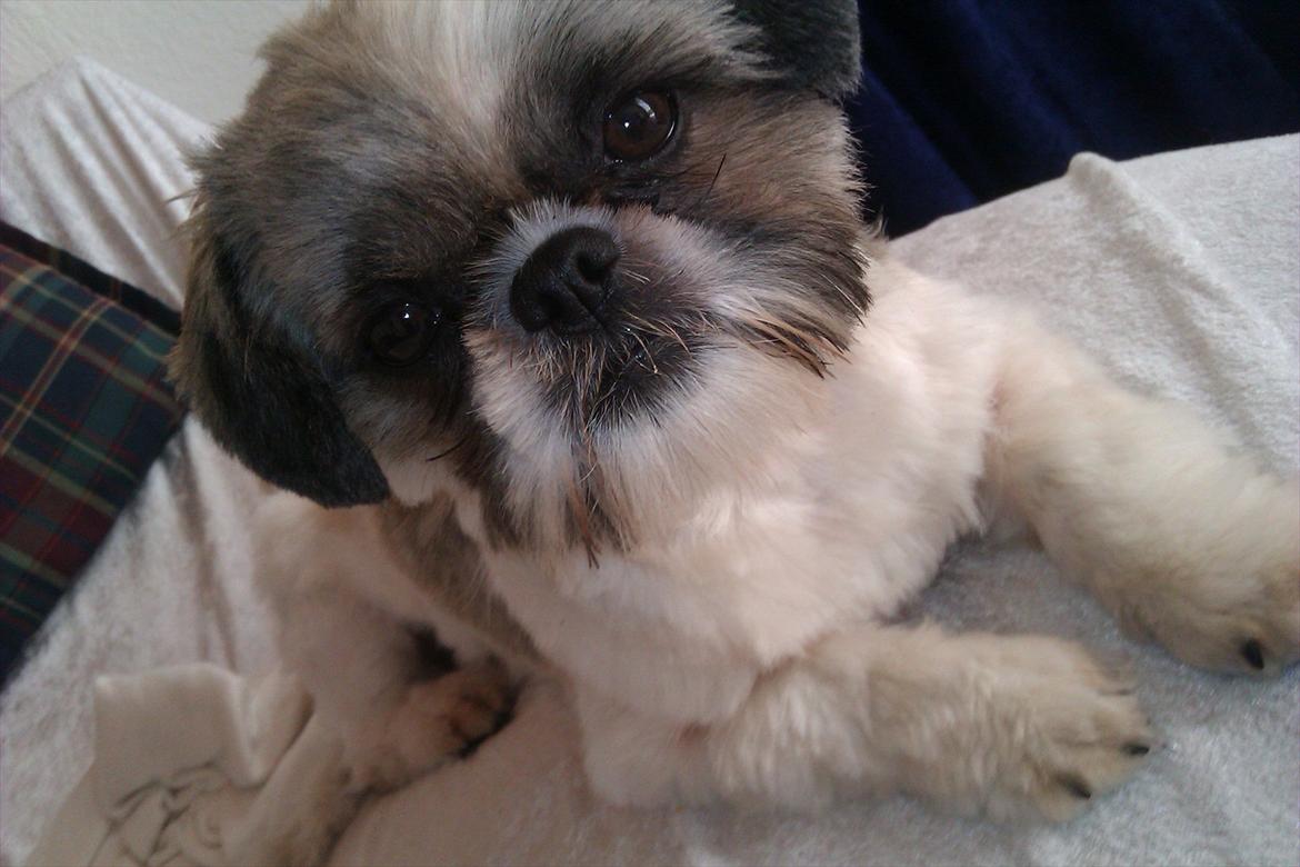Shih tzu Deisey billede 7