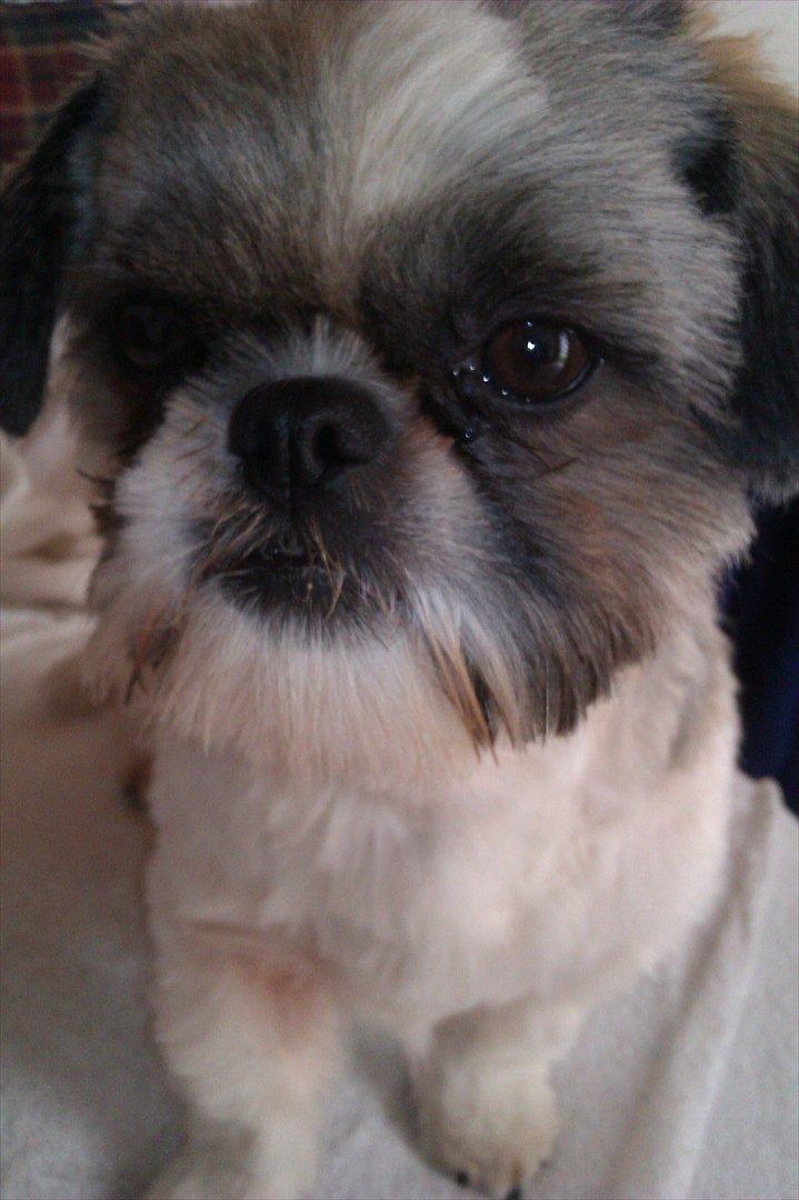 Shih tzu Deisey billede 8