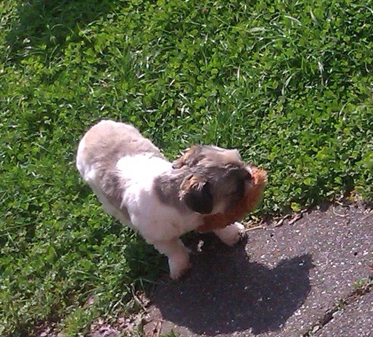 Shih tzu Deisey billede 9