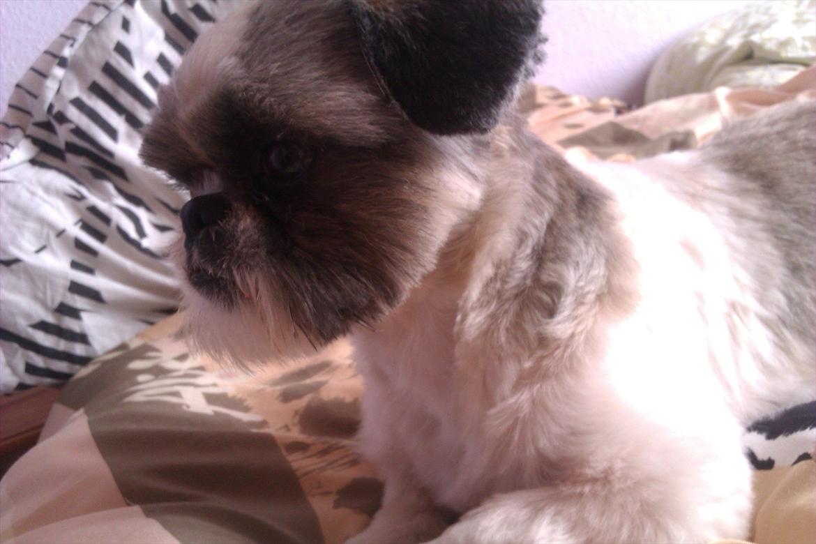 Shih tzu Deisey billede 10