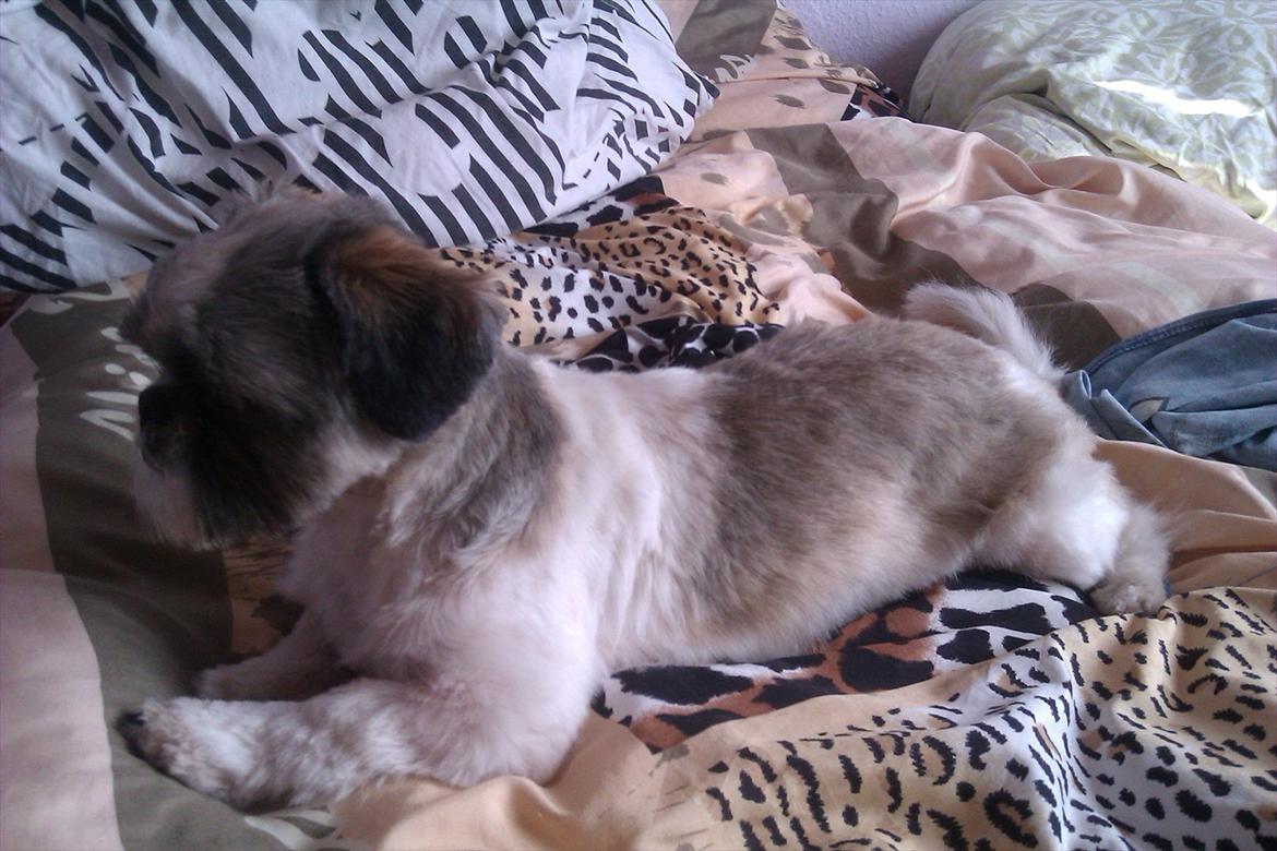 Shih tzu Deisey billede 11