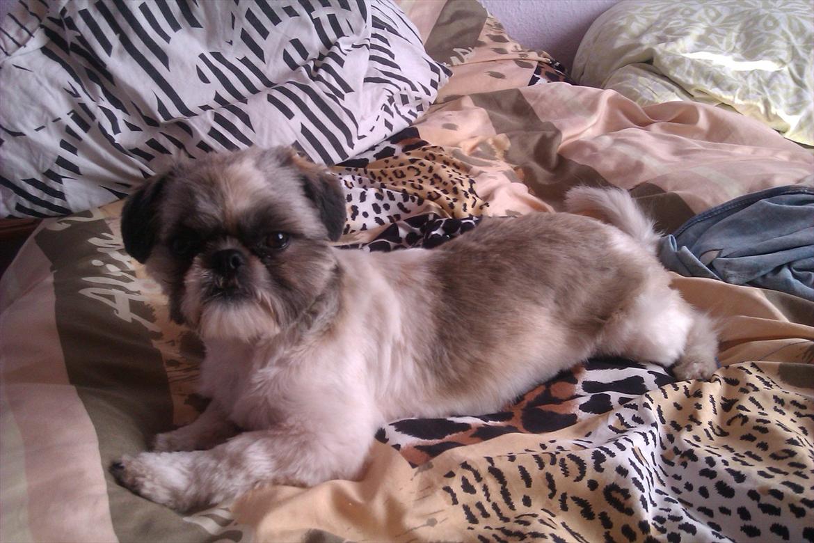 Shih tzu Deisey billede 12