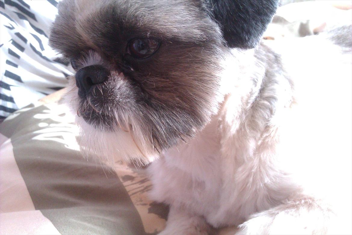 Shih tzu Deisey billede 13