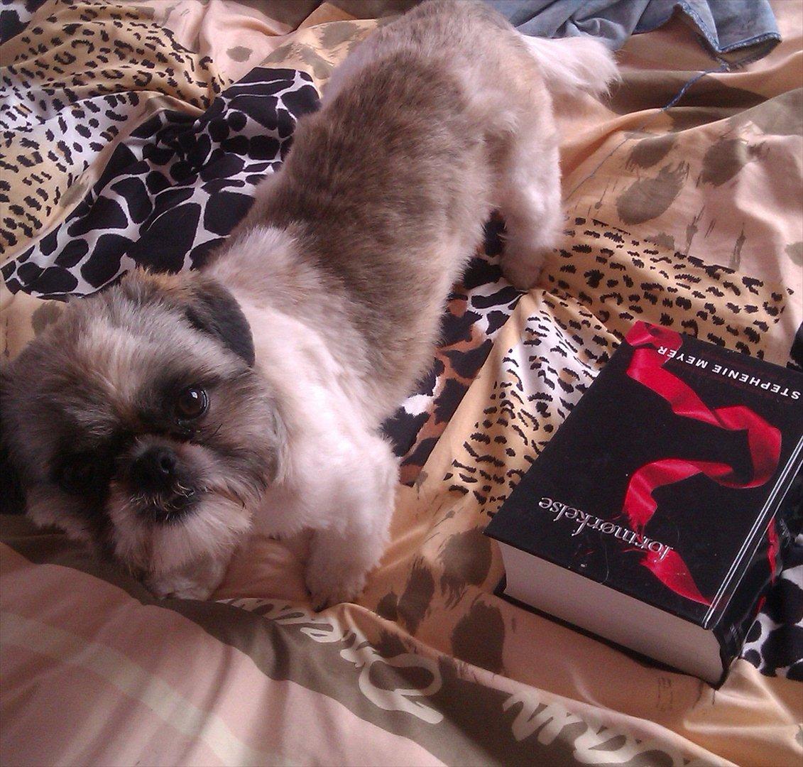 Shih tzu Deisey billede 14