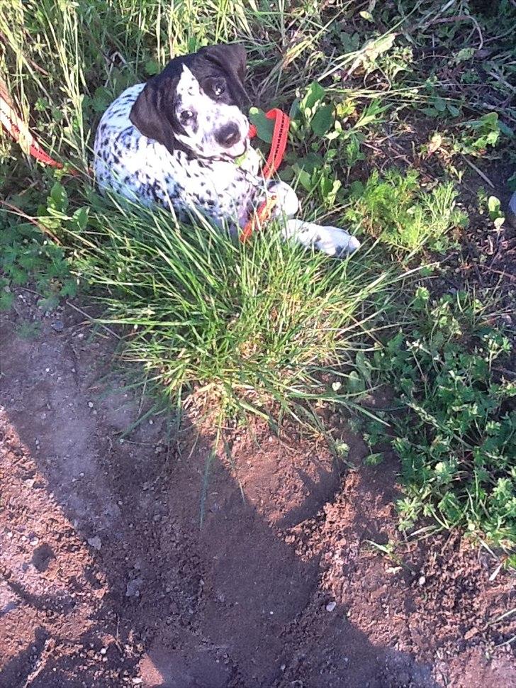 Blanding af racer nellie billede 1