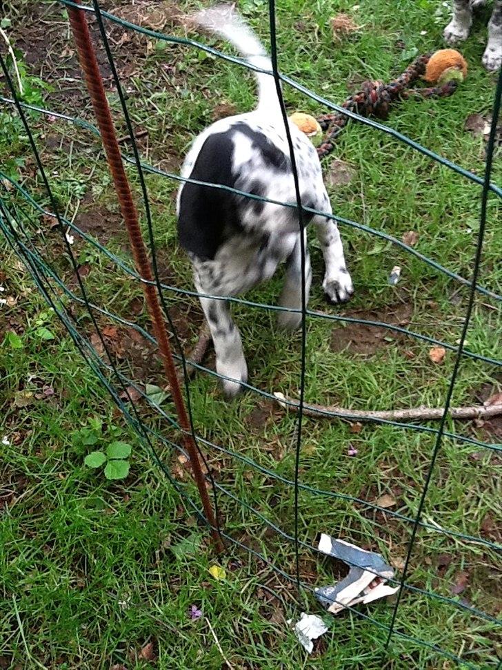 Blanding af racer nellie billede 2