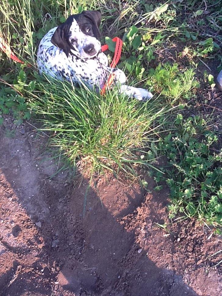 Blanding af racer nellie billede 3