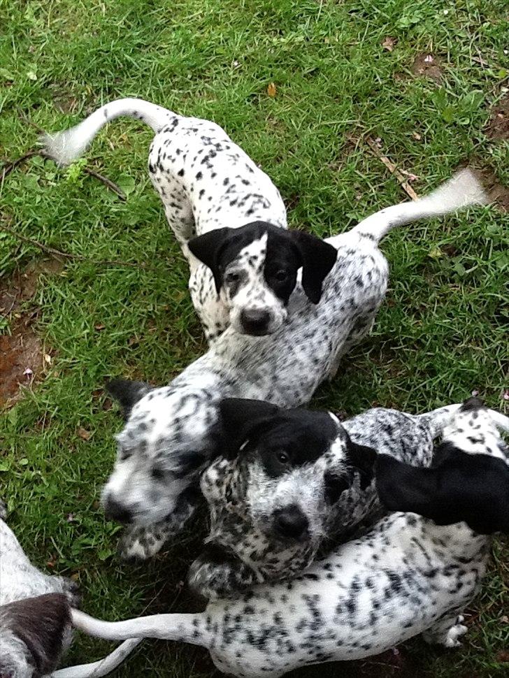 Blanding af racer nellie billede 4