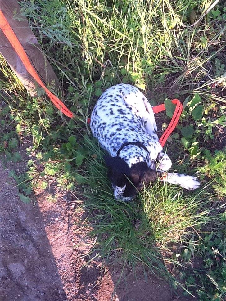 Blanding af racer nellie billede 5