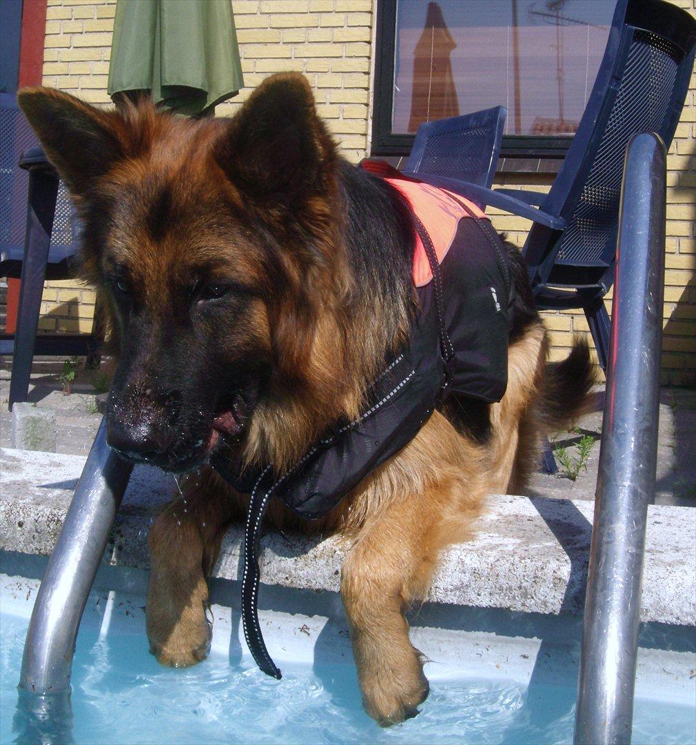 Schæferhund Victor - Se den her pool er jo noget helt andet.......;o) billede 9