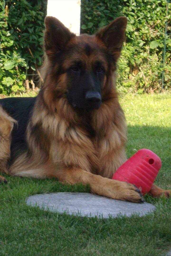 Schæferhund Victor - Livet er nu bare dejligt ;o) billede 19