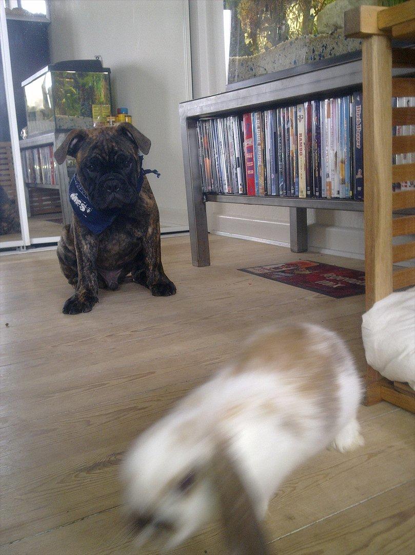 Olde victorian bulldogge Buster  billede 1