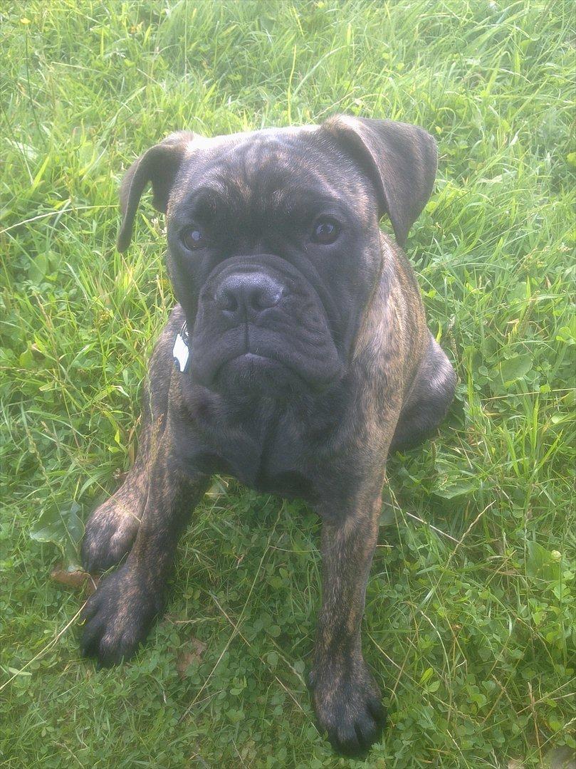 Olde victorian bulldogge Buster  billede 2