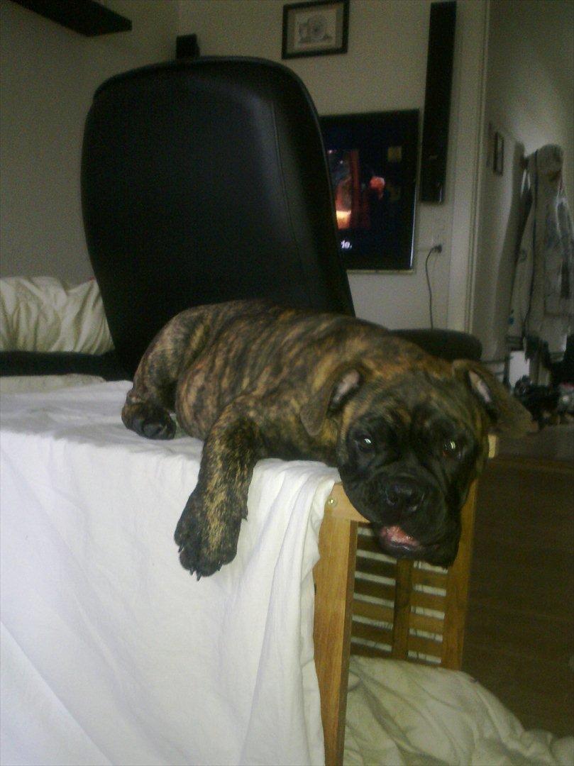 Olde victorian bulldogge Buster  - jeg har besejret denne kurv!! :D billede 3