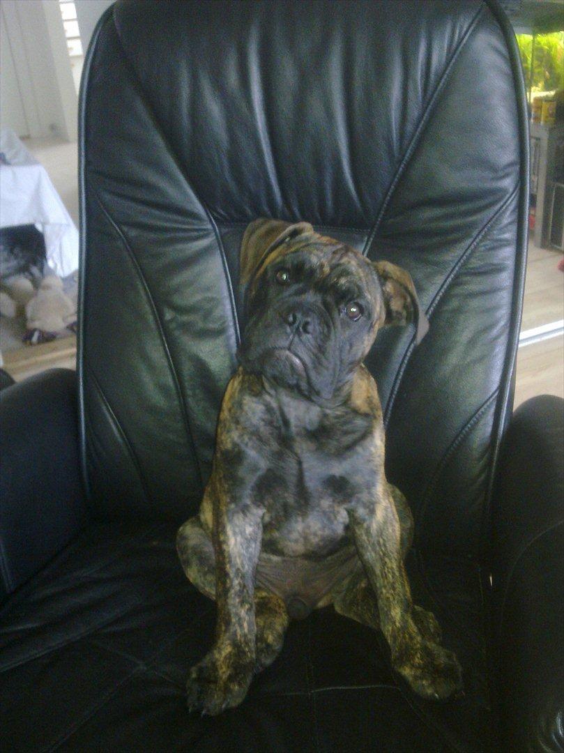 Olde victorian bulldogge Buster  billede 4