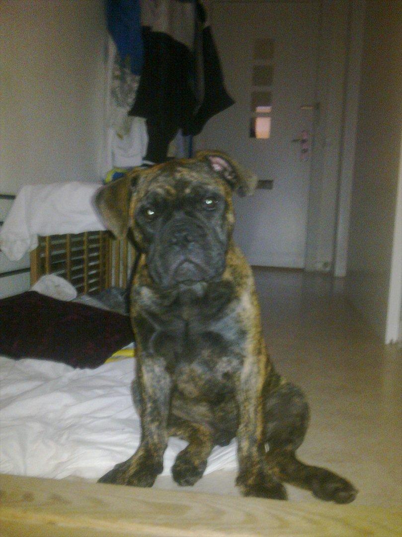 Olde victorian bulldogge Buster  - Hold op far... ikke flere billeder  billede 5