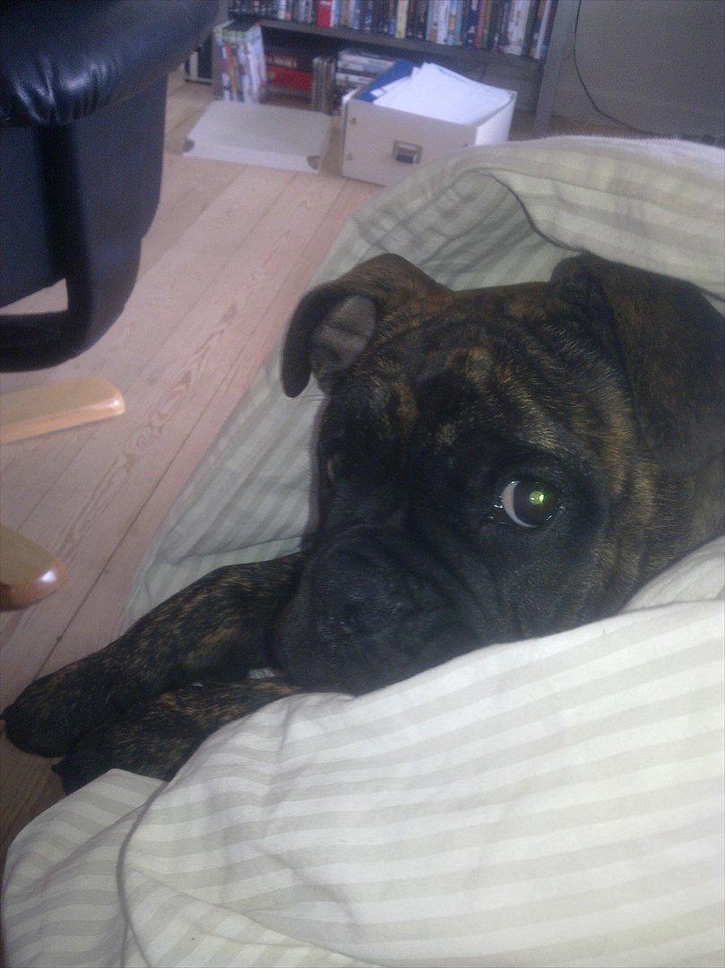 Olde victorian bulldogge Buster  billede 6