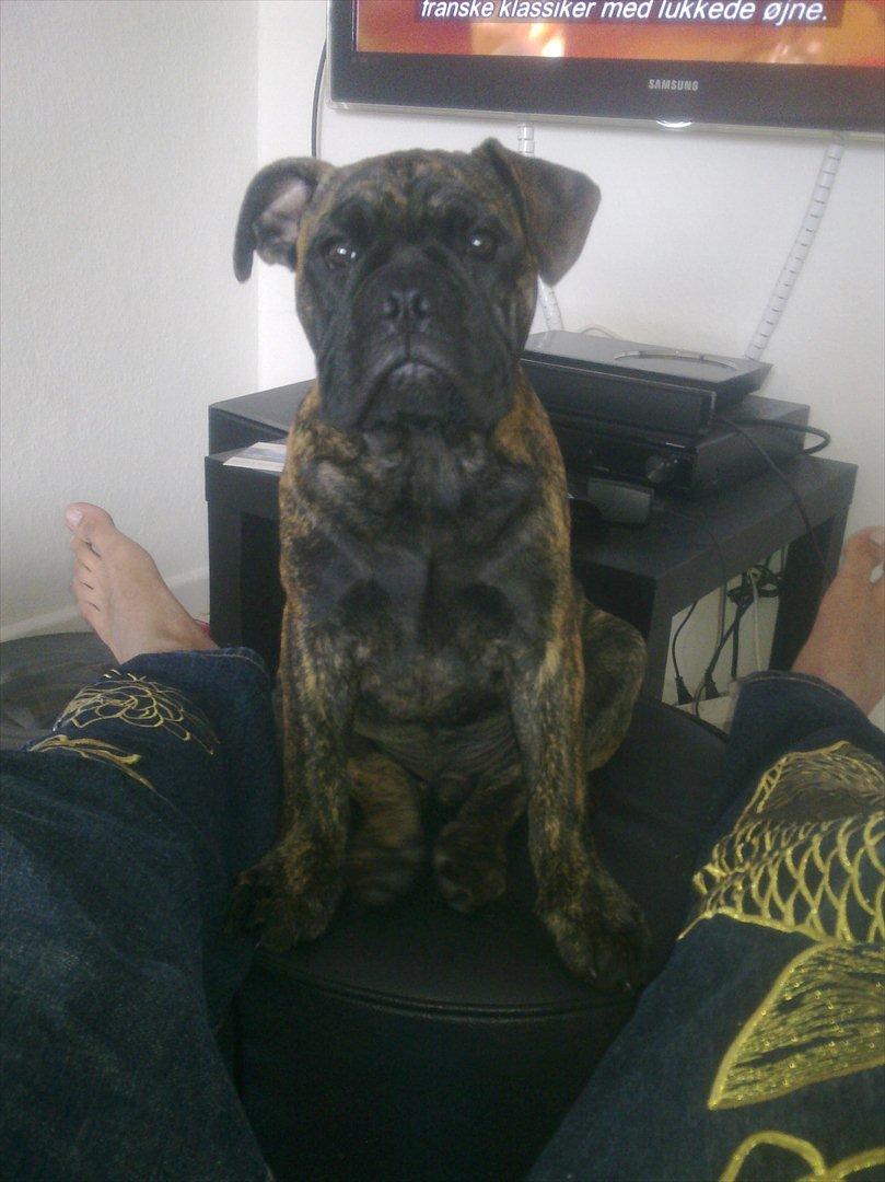 Olde victorian bulldogge Buster  billede 7