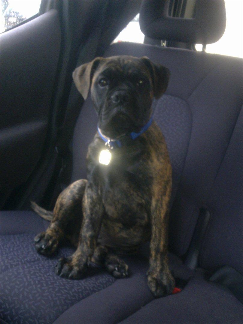 Olde victorian bulldogge Buster  - Elsker bilture ..  billede 8