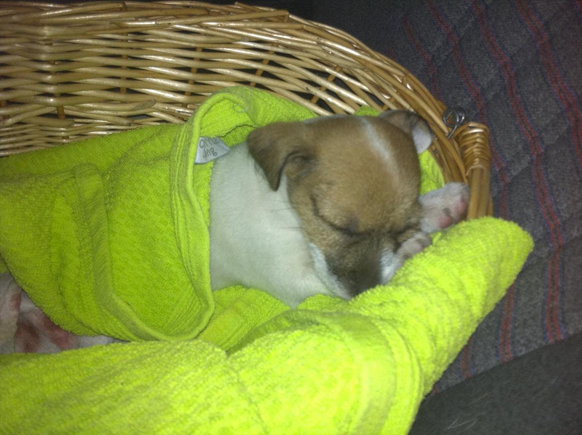 Jack russell terrier Skovly's Emmalou billede 2