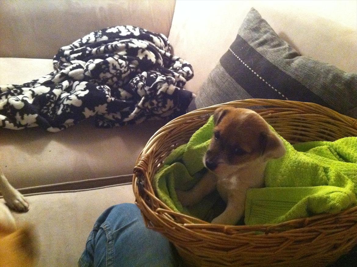 Jack russell terrier Skovly's Emmalou billede 3