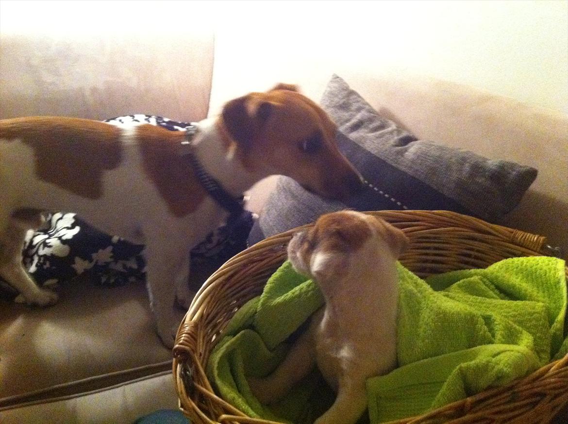 Jack russell terrier Skovly's Emmalou billede 4