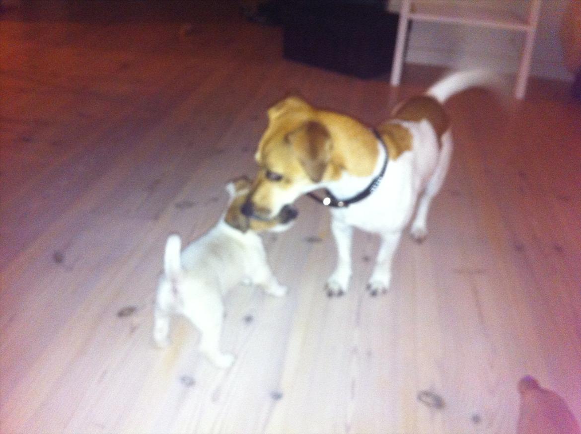 Jack russell terrier Skovly's Emmalou billede 5