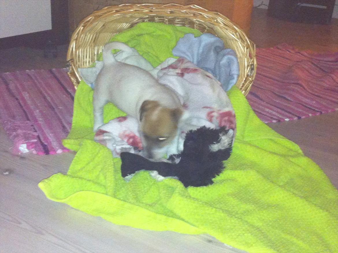 Jack russell terrier Skovly's Emmalou billede 6