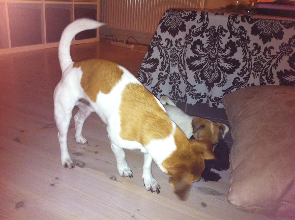 Jack russell terrier Skovly's Emmalou billede 7