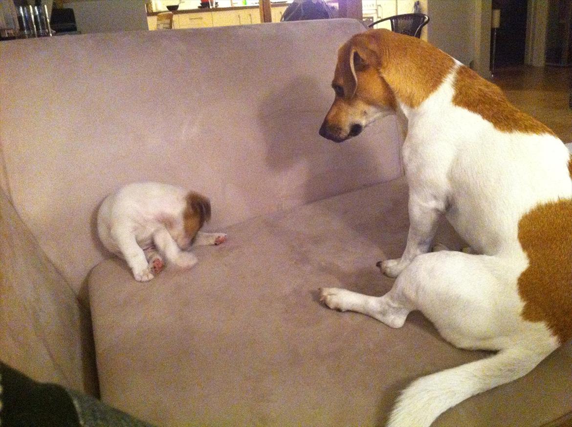 Jack russell terrier Skovly's Emmalou billede 8