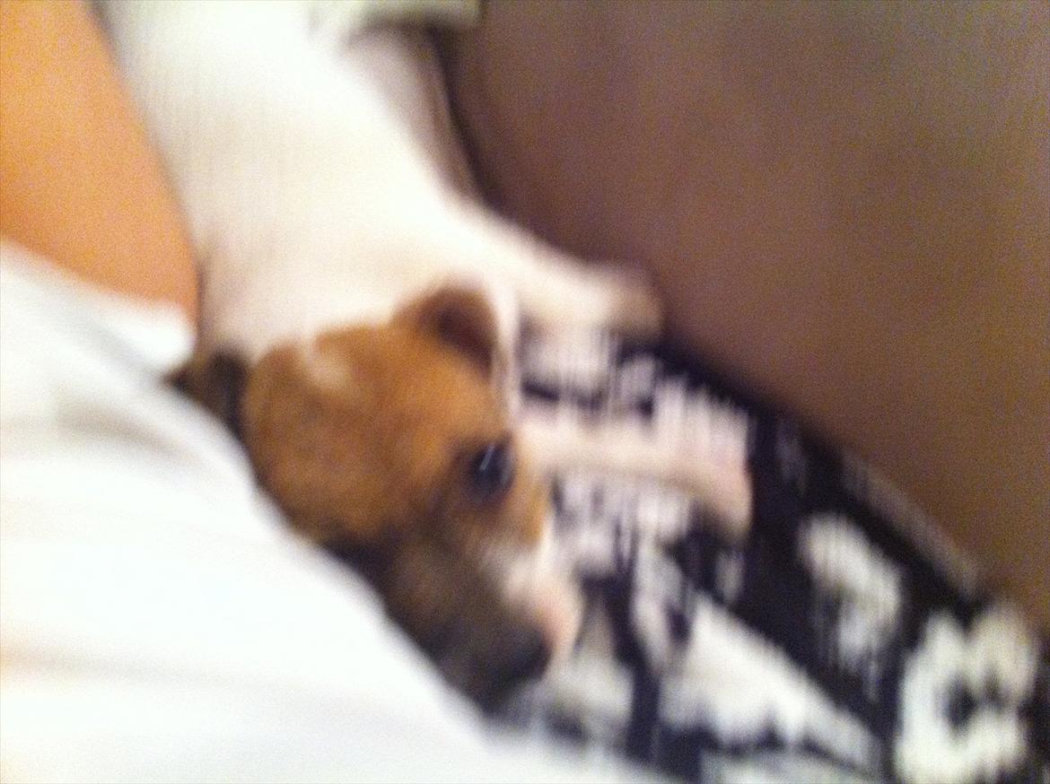 Jack russell terrier Skovly's Emmalou billede 9