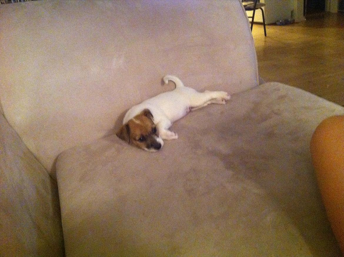 Jack russell terrier Skovly's Emmalou billede 10