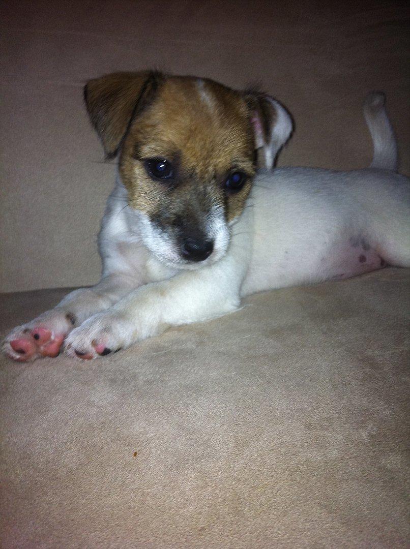 Jack russell terrier Skovly's Emmalou billede 11