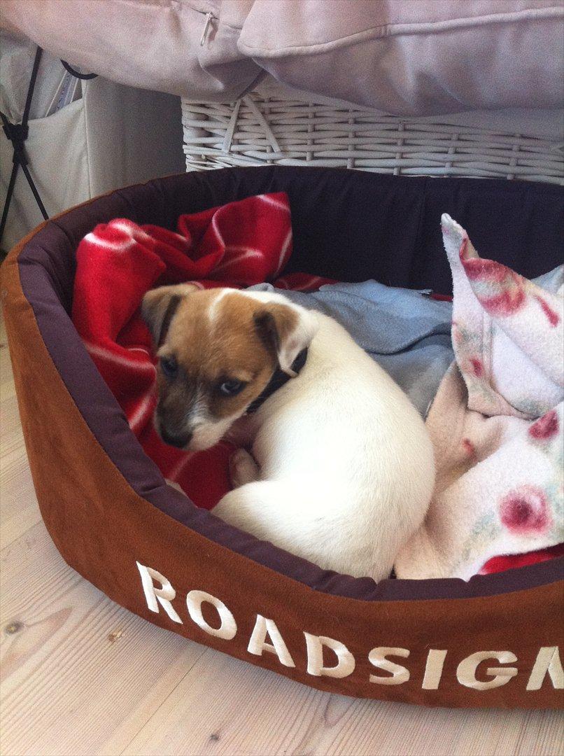 Jack russell terrier Skovly's Emmalou billede 12