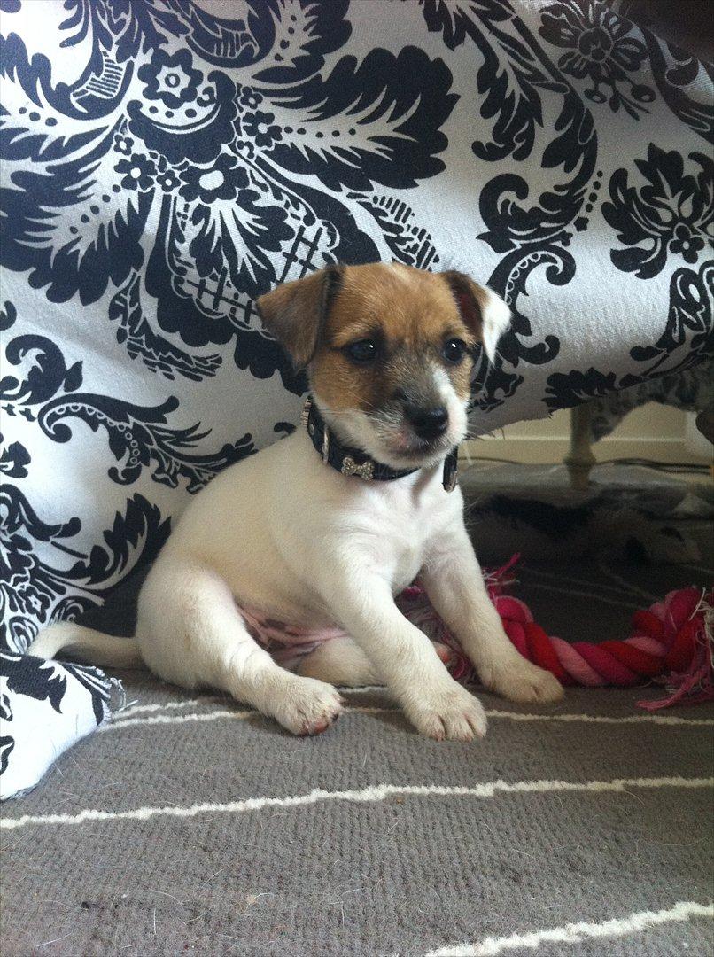 Jack russell terrier Skovly's Emmalou billede 13