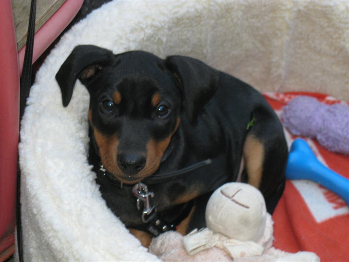 Tysk pinscher Jumping All Over Cheesecake / Frøken Krøyer billede 6