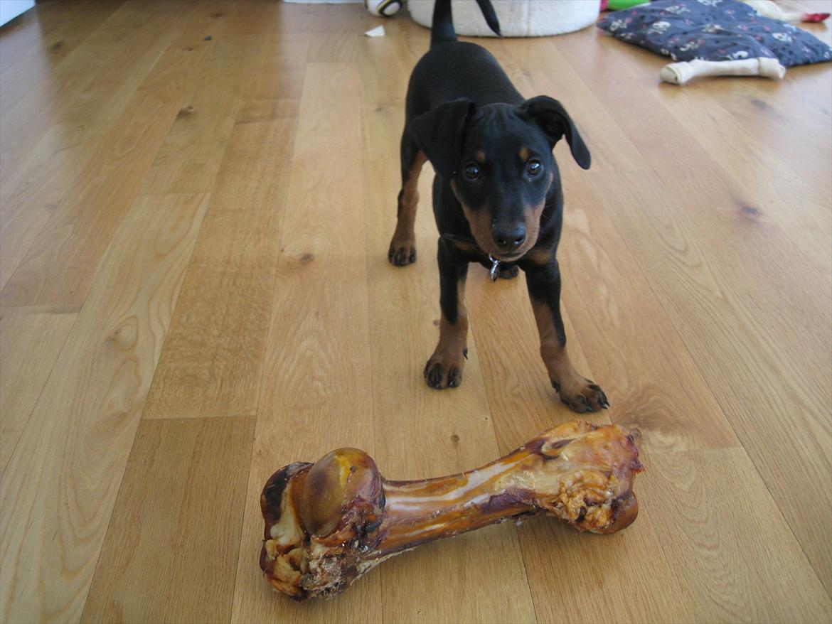 Tysk pinscher Jumping All Over Cheesecake / Frøken Krøyer - Mit første STORE ben :) billede 7