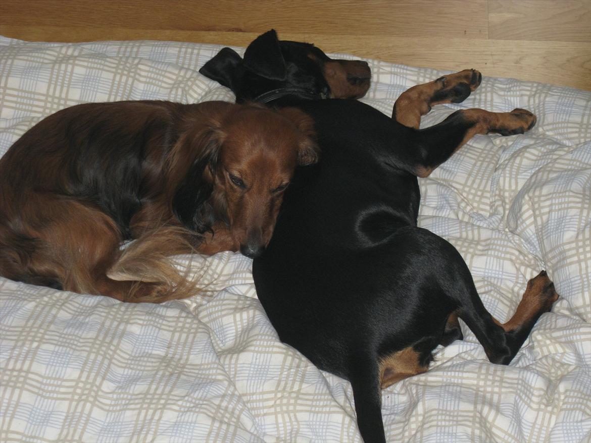 Tysk pinscher Jumping All Over Cheesecake / Frøken Krøyer - Hygge med Spike billede 8