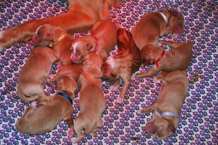 Nova scotia duck tolling retriever Buffy - Buffy og hendes søskende. Ca. 1 døgn gamle. (Buffy er hvalpen med lyserødt halsbånd). billede 2