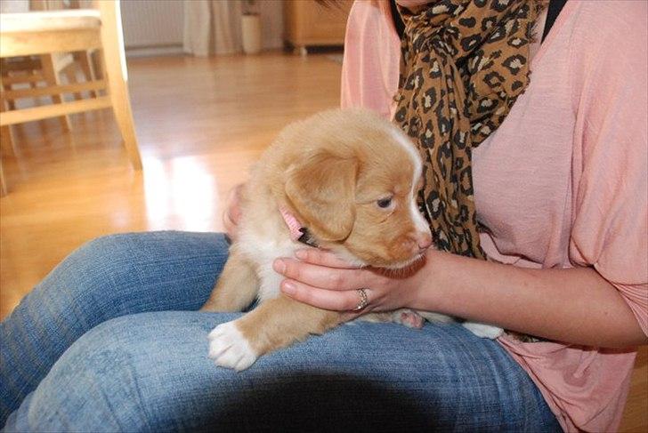 Nova scotia duck tolling retriever Buffy - Buffy ca. 4 uger :) billede 3