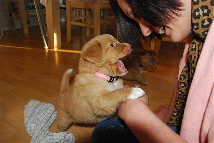 Nova scotia duck tolling retriever Buffy - Buffy ca. 4 uger :) billede 4