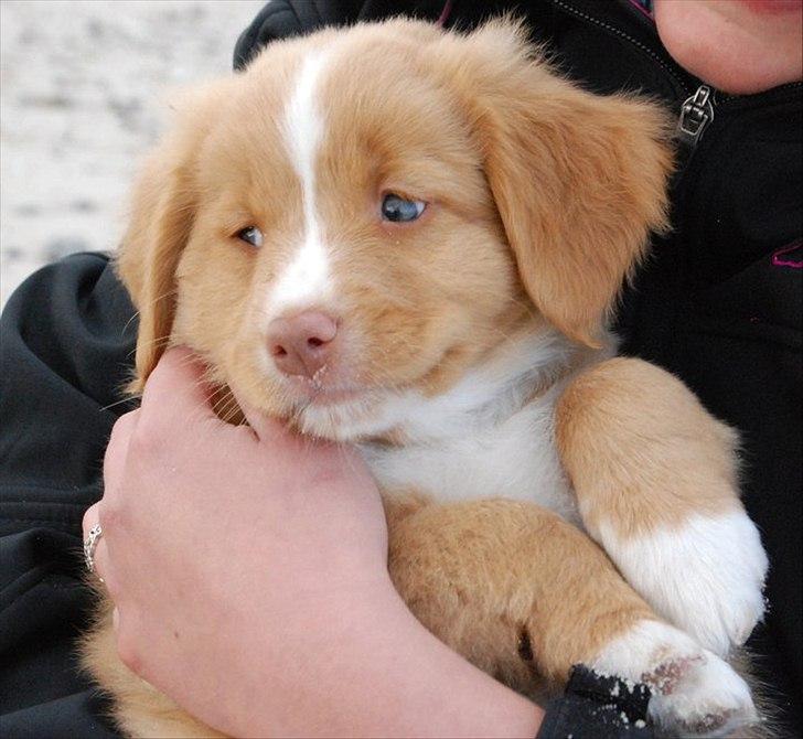 Nova scotia duck tolling retriever Buffy - Buffy ca. 6 uger :) billede 5