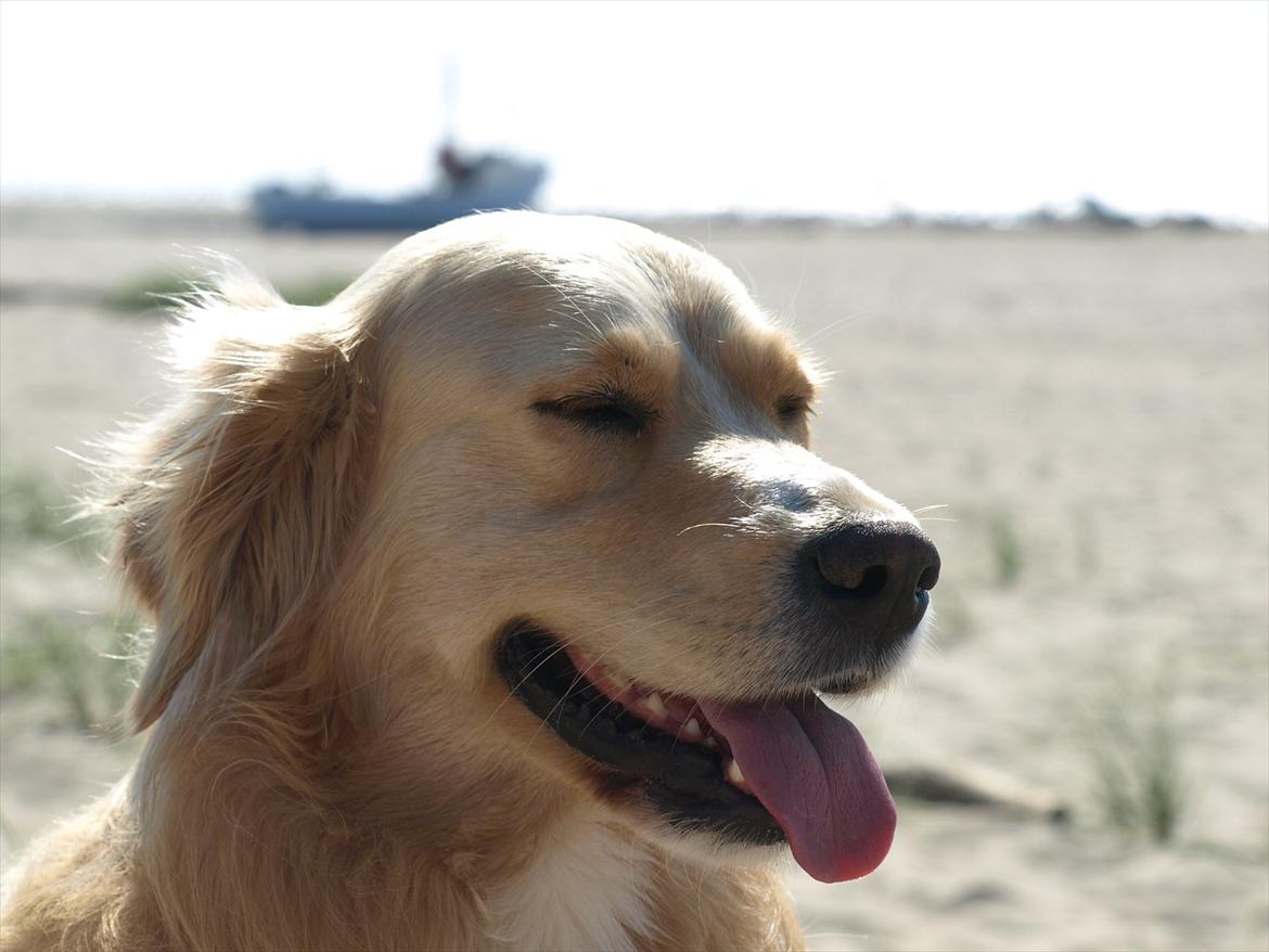 Golden retriever Laddy - Velkommen til Laddy´s profil.. :-D billede 1