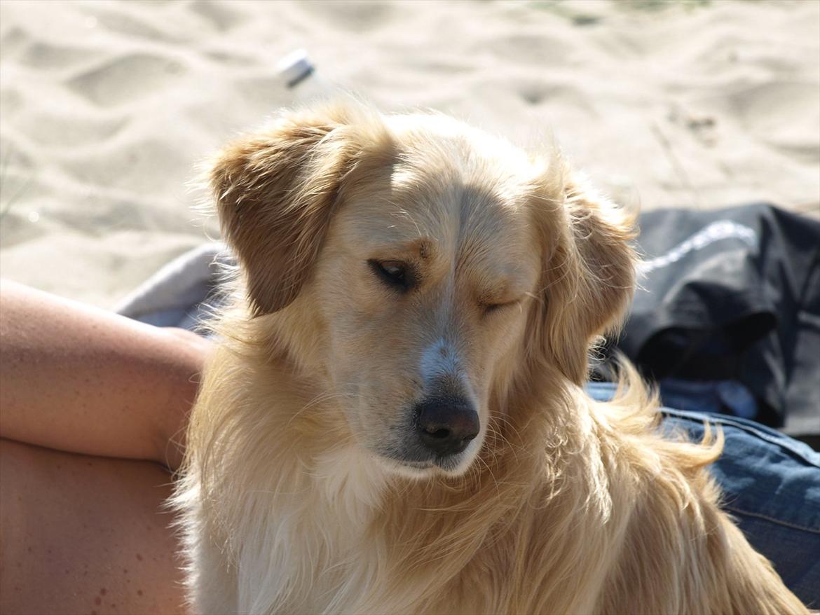 Golden retriever Laddy - Laddy som der blinker! ;) billede 2