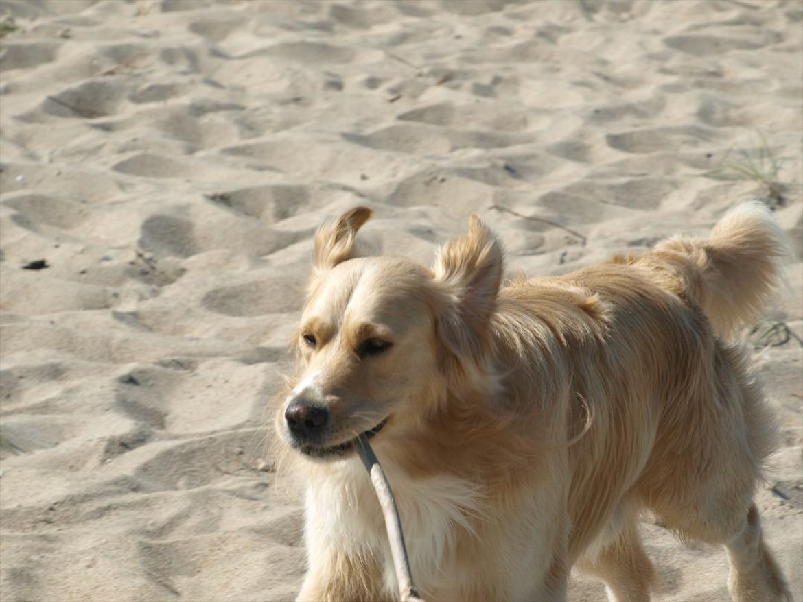 Golden retriever Laddy - Laddy leger med pind!  billede 3