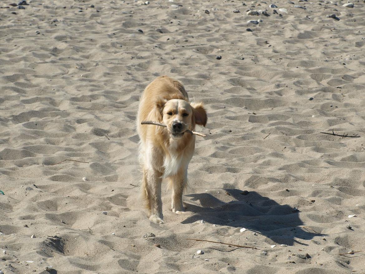 Golden retriever Laddy - søde laddy!  billede 4
