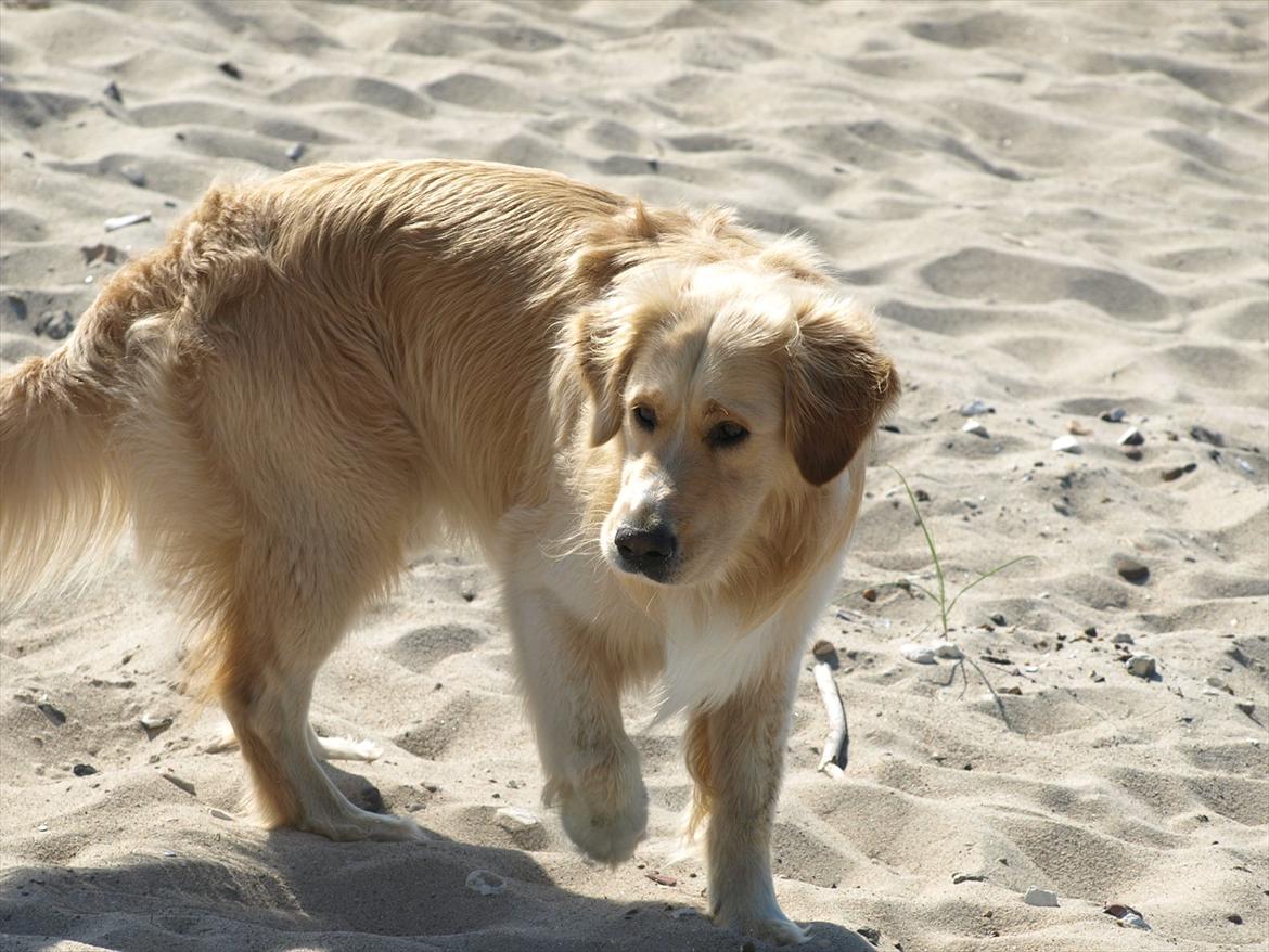 Golden retriever Laddy billede 5